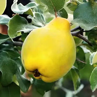 Айва МИР в Дзержинске