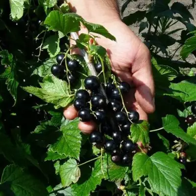 Смородина чёрная СЕЛЕЧЕНСКАЯ в Дзержинске