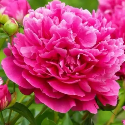 Пион НОЧНЫЕ ГРЕЗЫ древовидный в Дзержинске