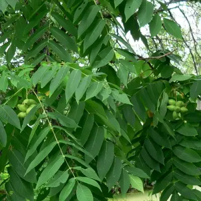Орех МАНЬЧЖУРСКИЙ в Дзержинске