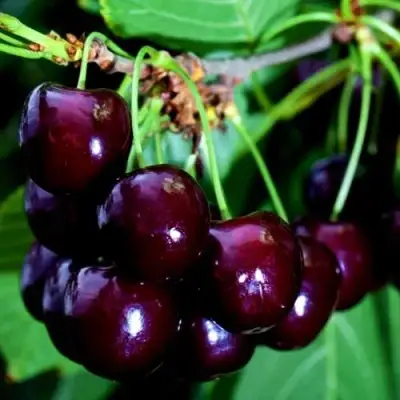 Дюк НОЧКА в Дзержинске