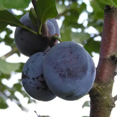 Слива ВЕНГЕРКА БЕЛОРУССКАЯ в Дзержинске