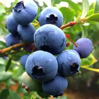 Голубика ДЮК в Дзержинске