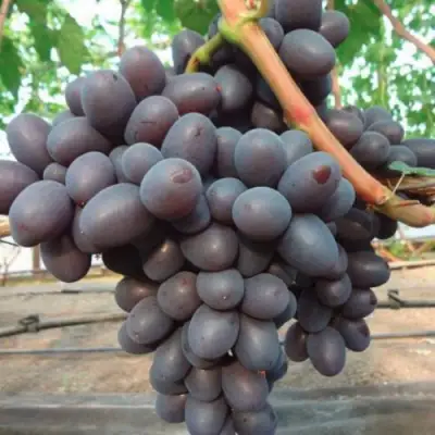 Виноград ПОДАРОК НЕСВЯТАЯ в Дзержинске