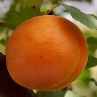 Абрикос ОЛИМП в Дзержинске