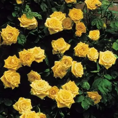 Роза ЛАНДОРА чайно-гибридная в Дзержинске