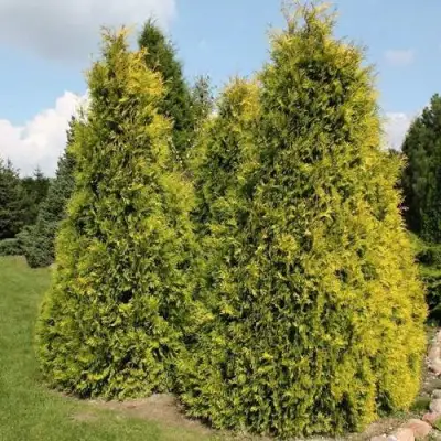 Туя АУРЕОСПИКАТА западная в Дзержинске