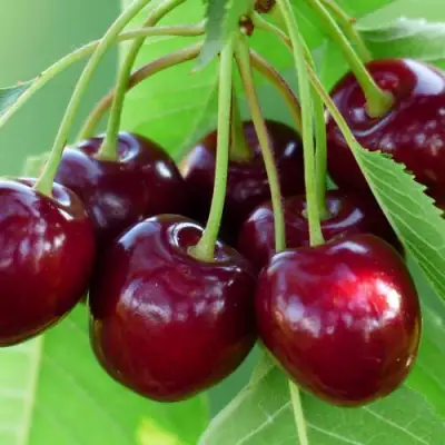 Дюк ЖИВИЦА (ЧЕРЕВИШНЯ) в Дзержинске