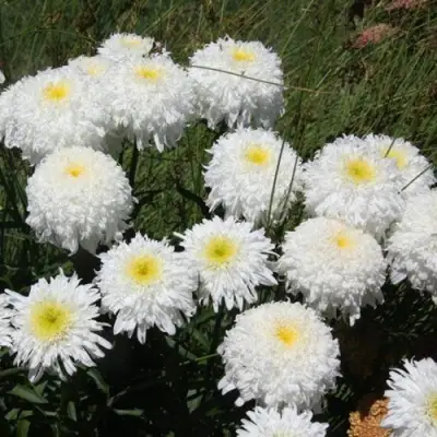 Нивяник ФИОНА ГОГХИЛЛ великолепный в Дзержинске