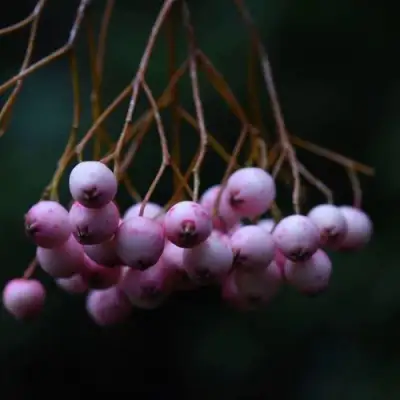 Рябина ПЕКИНСКАЯ сладкоплодная в Дзержинске