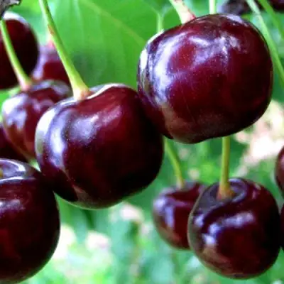 Дюк ЧУДО-ВИШНЯ в Дзержинске