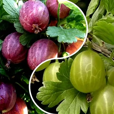 Комплект РЕДКИЙ СЧАСТЛИВЧИК в Дзержинске