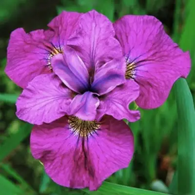 Ирис СИ Я ЛЕЙТЕР сибирский в Дзержинске