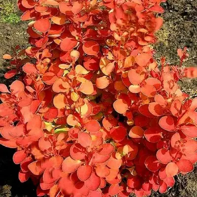 Барбарис ОРАНЖ ФАЙЕР тунберга в Дзержинске