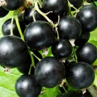 Смородина черная КЛУССОНОВСКАЯ в Дзержинске