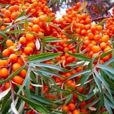 Облепиха ВОРОБЬЕВСКАЯ в Дзержинске