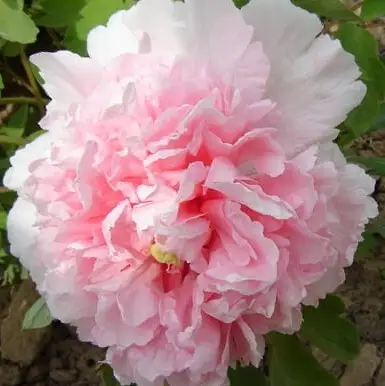 Пион БУКЕТ РОЗОВЫХ ГВОЗДИК древовидный в Дзержинске