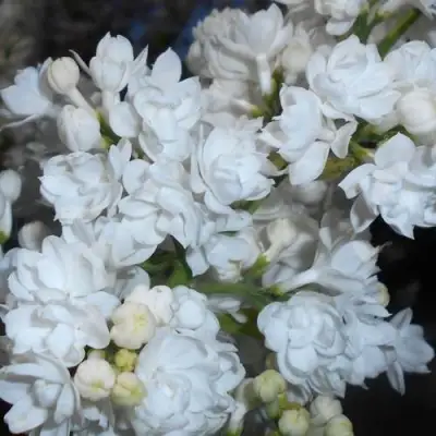 Сирень МИСС ЭЛЕН ВИЛМОТТ в Дзержинске