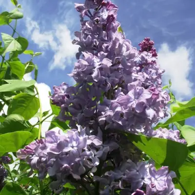 Сирень КРЫЛЬЯ НАДЕЖДЫ в Дзержинске