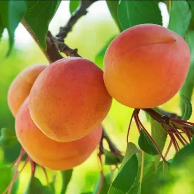 Абрикос ДЕБЮТ в Дзержинске