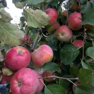 Яблоня АЛЬВА в Дзержинске