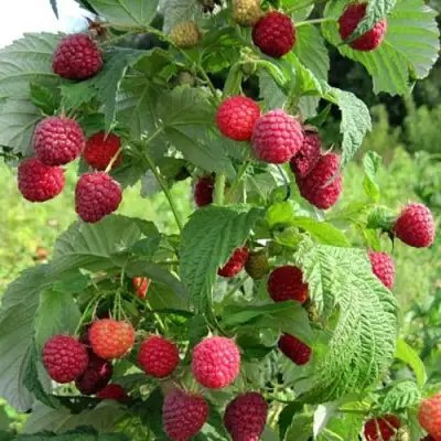 Малина БРУСИЛОВСКАЯ в Дзержинске