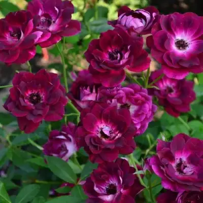 Роза БУРГУНДИ АЙС флорибунда в Дзержинске