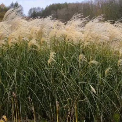 Мискантус ВАНИЛЛА СКАЙ китайский в Дзержинске