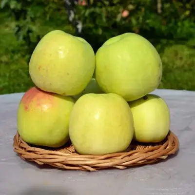 Яблоня БИРСКОЕ ГРУШЕВОЕ (БИЧИК) в Дзержинске