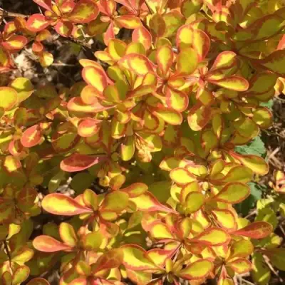 Барбарис САММЕР САНСЕТ тунберга в Дзержинске