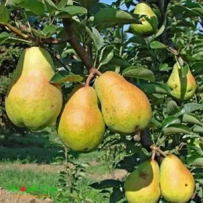 Груша ДОБРЯНКА в Дзержинске