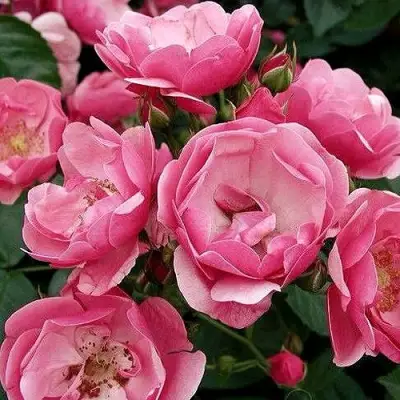 Роза АНГЕЛА флорибунда в Дзержинске