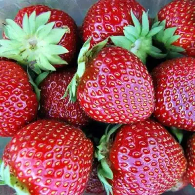 Клубника МАЛЬВИНА в Дзержинске