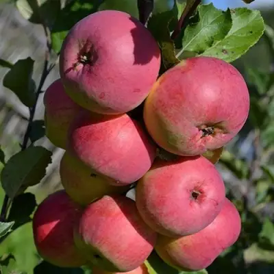 Яблоня ВЭМ-РОЗОВЫЙ в Дзержинске