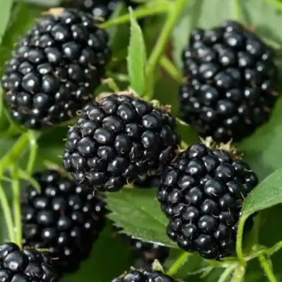 Ежевика ТРИПЛ КРАУН бесшипная  в Дзержинске