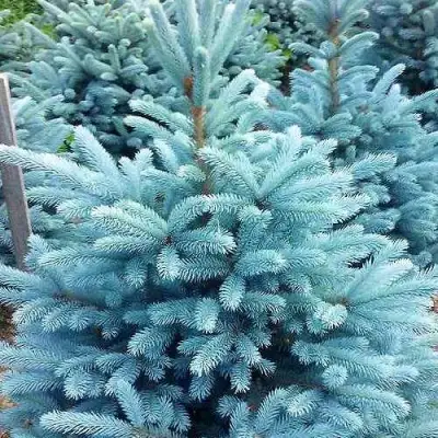 Ель МАДЖЕСТИК БЛЮ колючая в Дзержинске