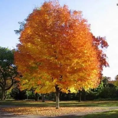 Клен серебристый в Дзержинске