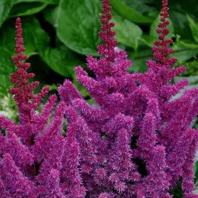 Астильба БЛЭК ЭНД БЛУ китайская в Дзержинске