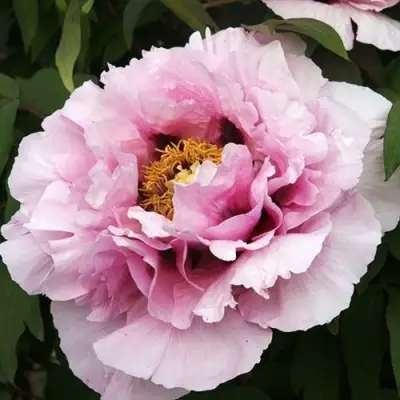 Пион РОЗОВАЯ РЕКА древовидный в Дзержинске