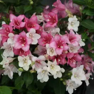 Вейгела КАРНАВАЛ в Дзержинске