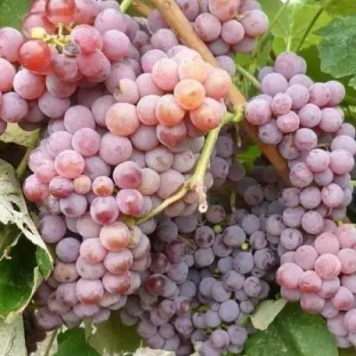 Виноград РИЛАЙНС ПИНК СИДЛИС в Дзержинске