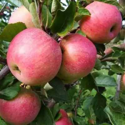 Яблоня ТЕРЕМОК в Дзержинске