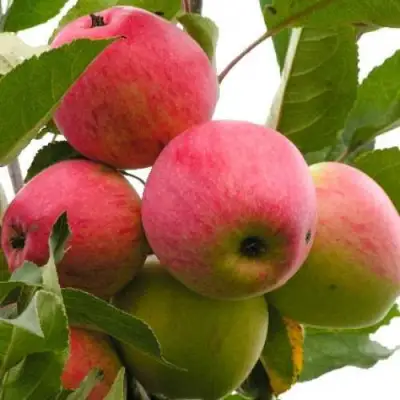 Яблоня МЕЧТА в Дзержинске