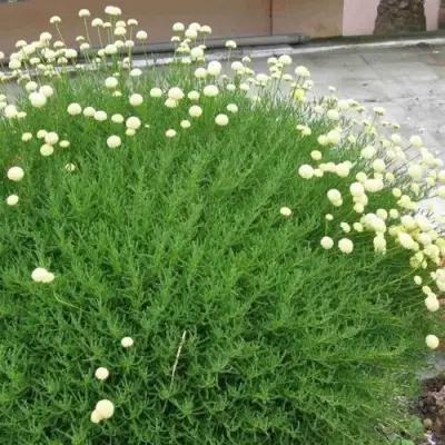 Сантолина зеленеющая в Дзержинске