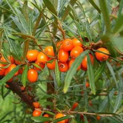 Облепиха БОТАНИЧЕСКАЯ в Дзержинске