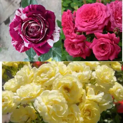 Комплект РОЗОВЫЙ АКЦЕНТ в Дзержинске