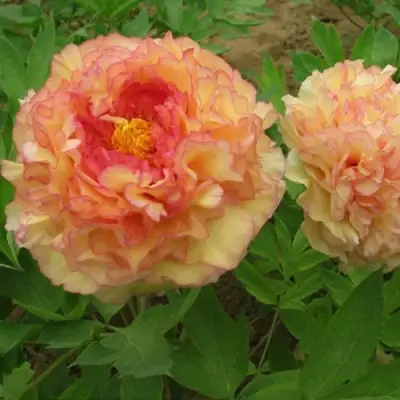 Пион ЗОЛОТАЯ РОССЫПЬ древовидный в Дзержинске