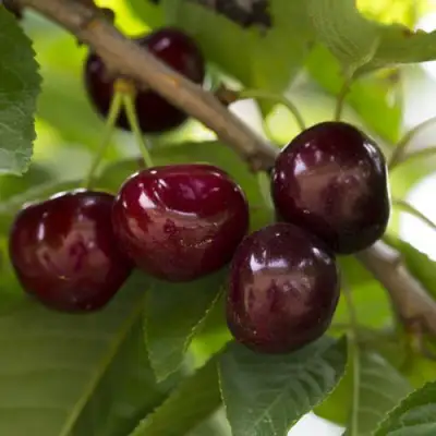 Вишня ЛАСУХА в Дзержинске