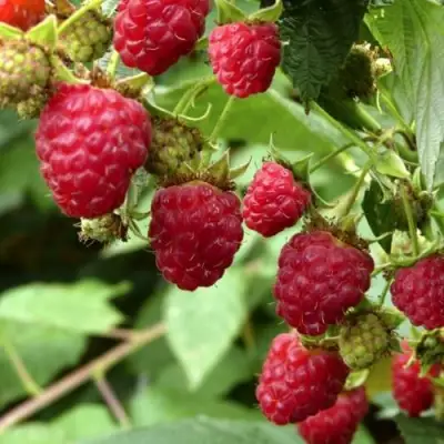 Малина ПРИМАРА в Дзержинске