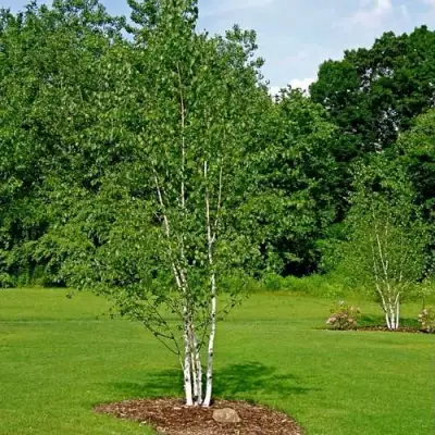 Береза бумажная в Дзержинске